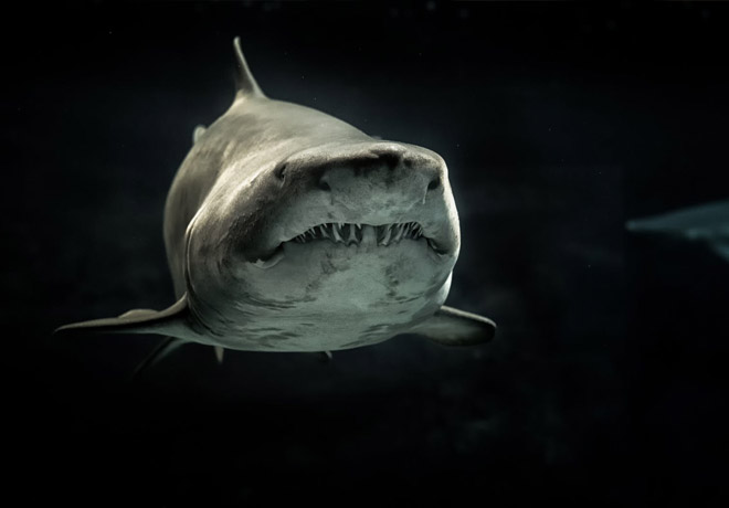 shark