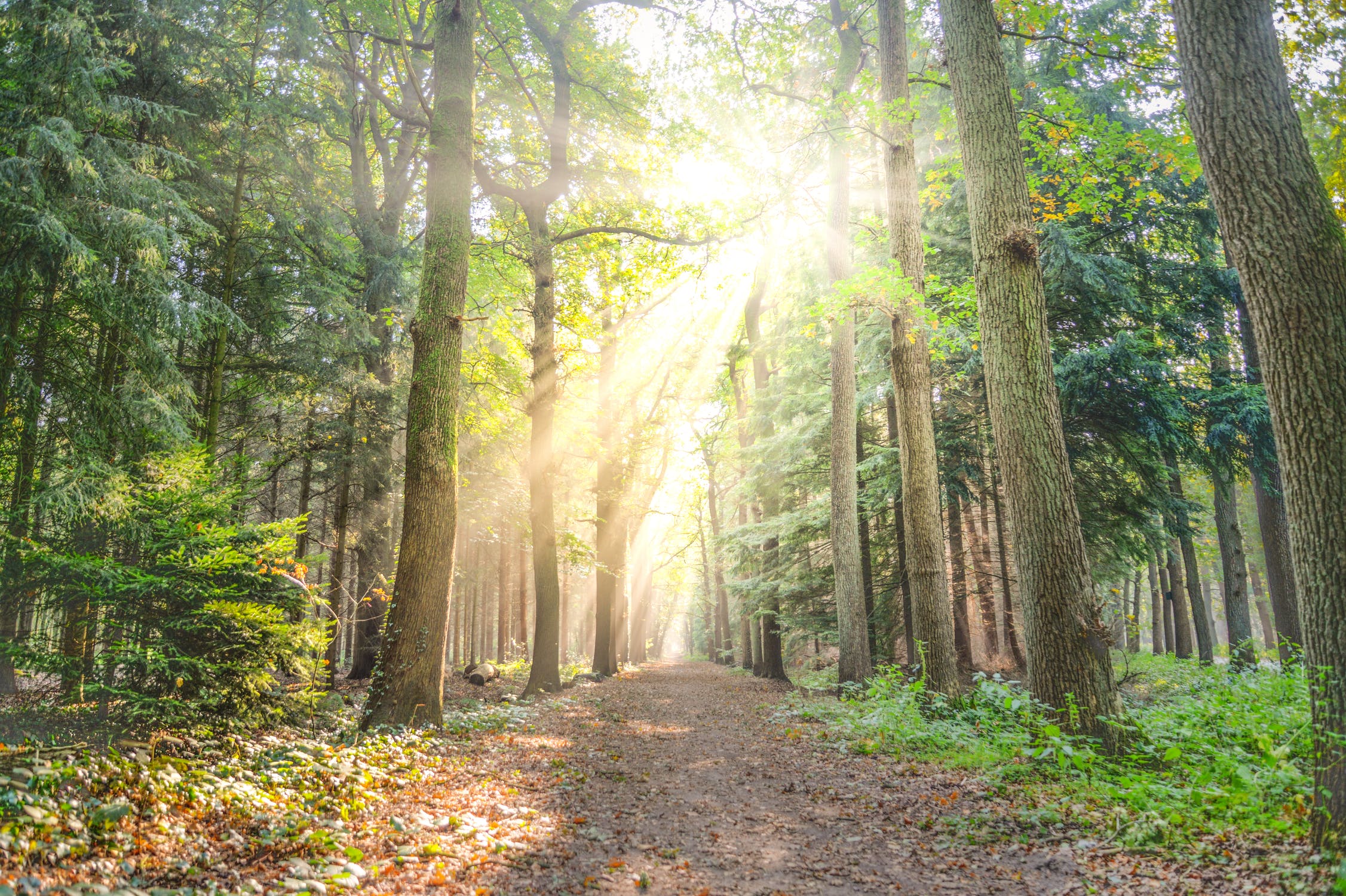 forest-fog-sunny-nature-615348