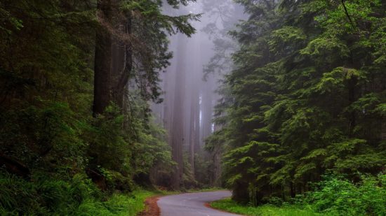 redwood-national-park-california-hdr-landscape-163585