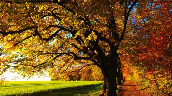 tree-avenue-back-light-sun