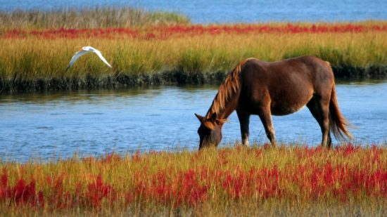 horse-wild-horse-marsh-pony-swamp-85681
