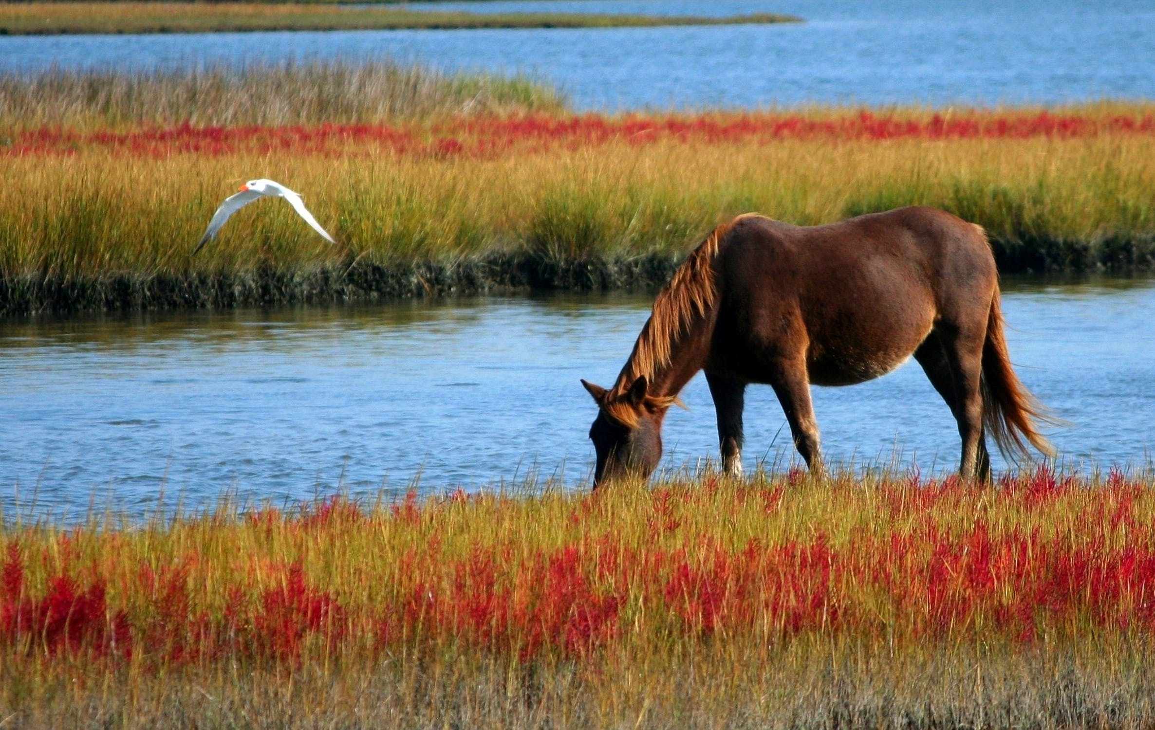 horse-wild-horse-marsh-pony-swamp-85681