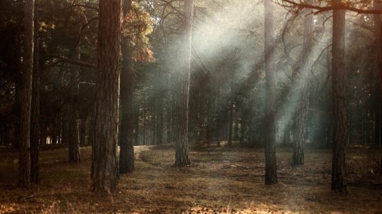 pexels-alexandr-podvalny-345522