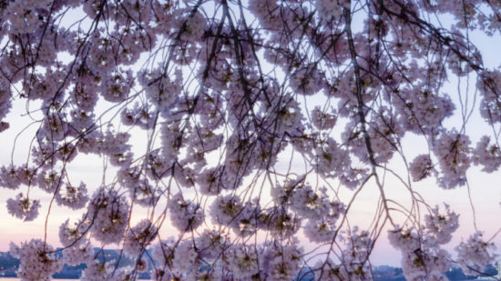 Cherry blossoms frame the Washington Monument and Jefferson Memor