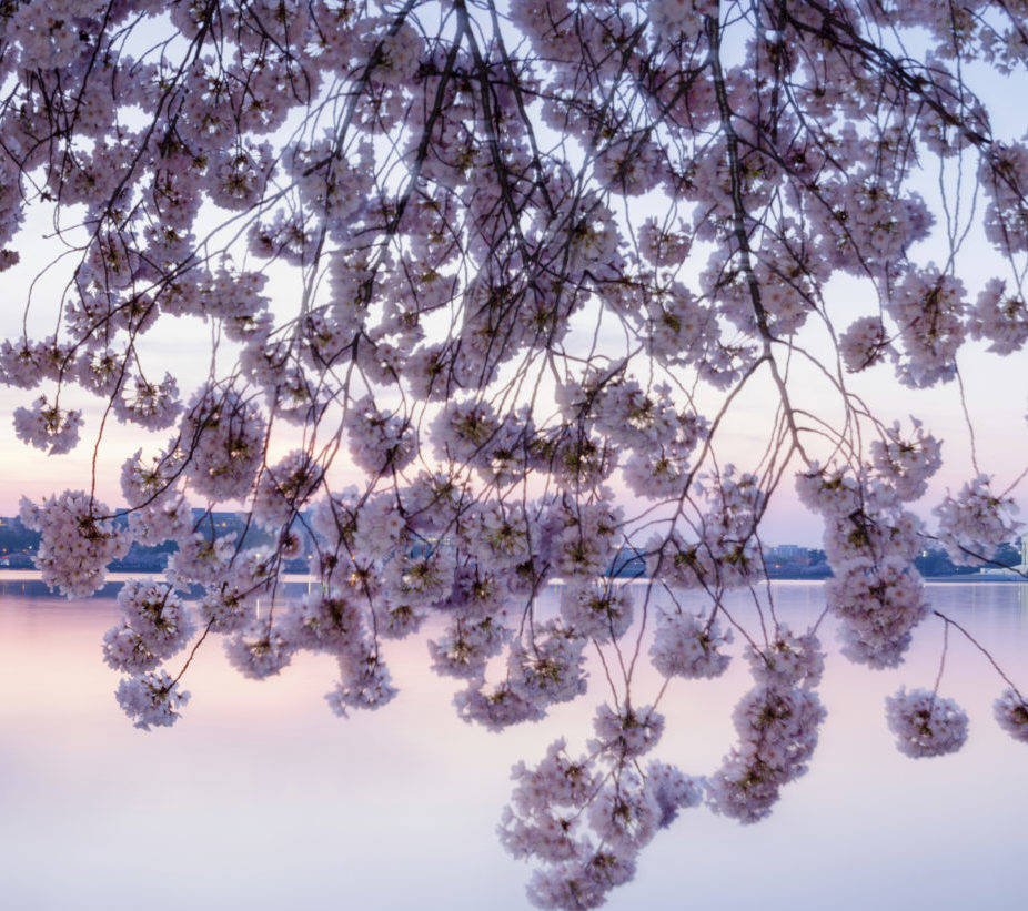 Cherry blossoms frame the Washington Monument and Jefferson Memor