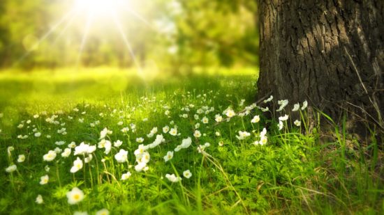 spring-tree-flowers-meadow-60006