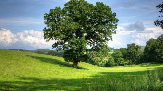 tree-oak-landscape-view-53435