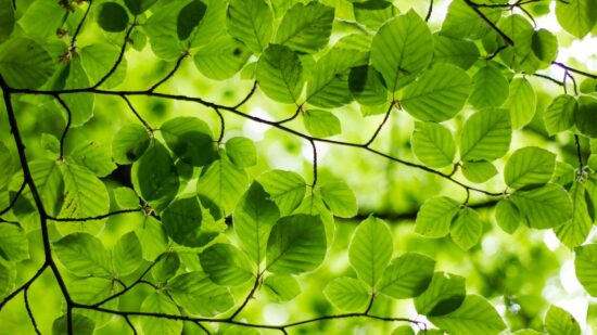 Couldn’t help appreciate the lush green of the leaves overhead on a Sunday walk through Yorkshire.