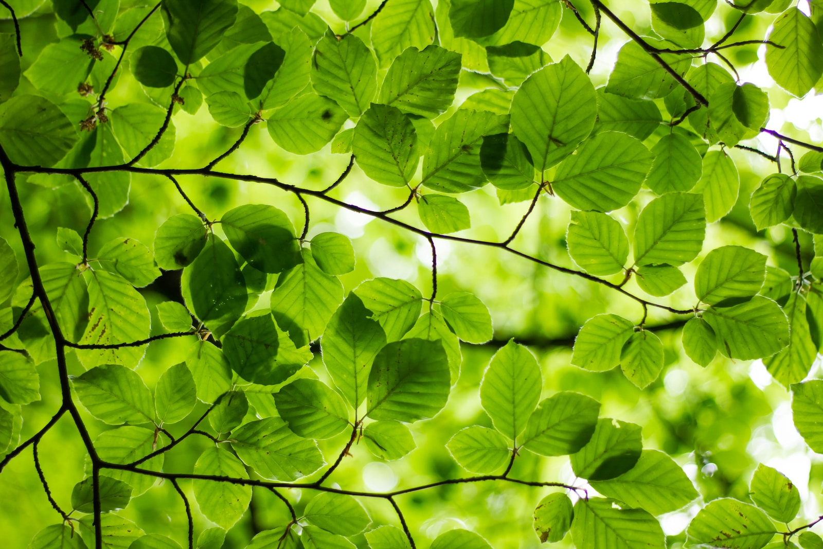 Couldn’t help appreciate the lush green of the leaves overhead on a Sunday walk through Yorkshire.