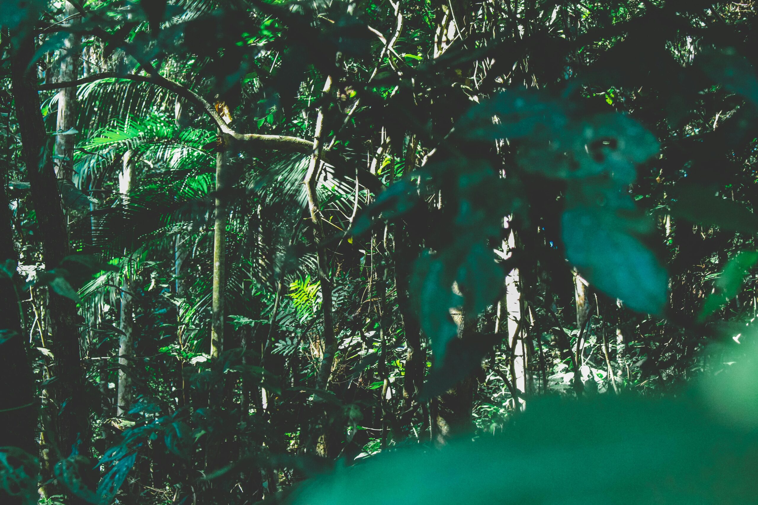 pexels-jonnylew-1225236