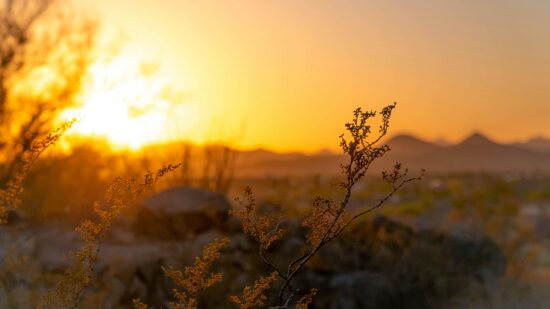 pexels-phantomant-1222561